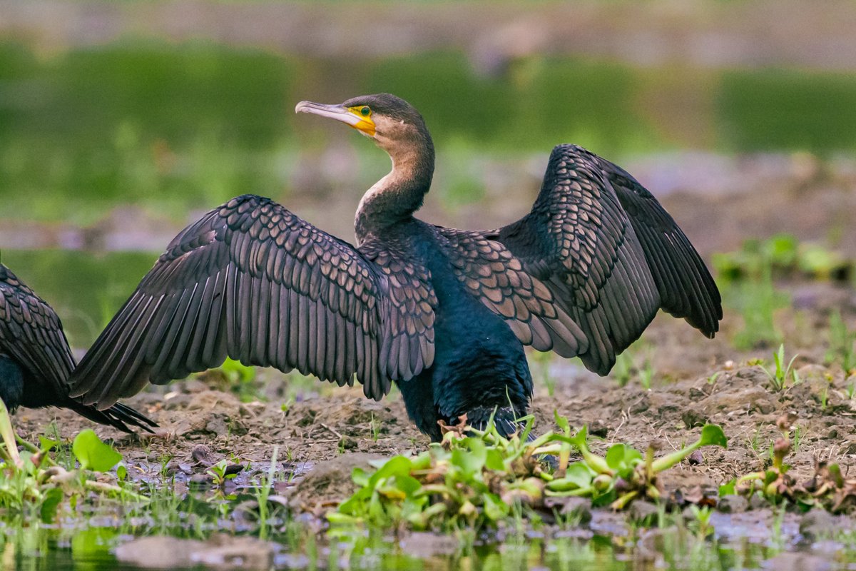 Reed cormorant (Microcarbo africanus), also known as the long-tailed cormorant, is a bird in the cormorant family Phalacrocoracidae. It breeds in much of Africa south of the Sahara, and Madagascar. It is resident but undertakes some seasonal movements. 🦢 Lake Naivasha | Kenya…