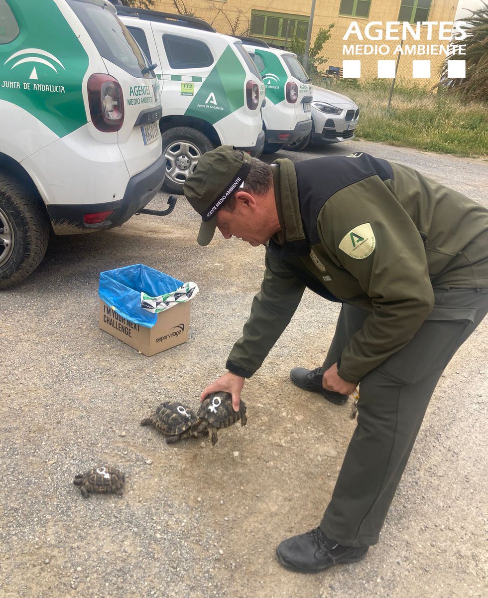 AAMM_And's tweet photo. Acabamos la semana con el denominado "viernes de tortugas". En #Benamaurel #Granada, abandonan estos tres ejemplares de Tortuga Mora en la puerta del domicilio de un #AAMM @AAMM_And. Los ejemplares han sido trasladados el #CREA para su oportuna revisión veterinaria. https://t.co/bIpqHxfzbv
