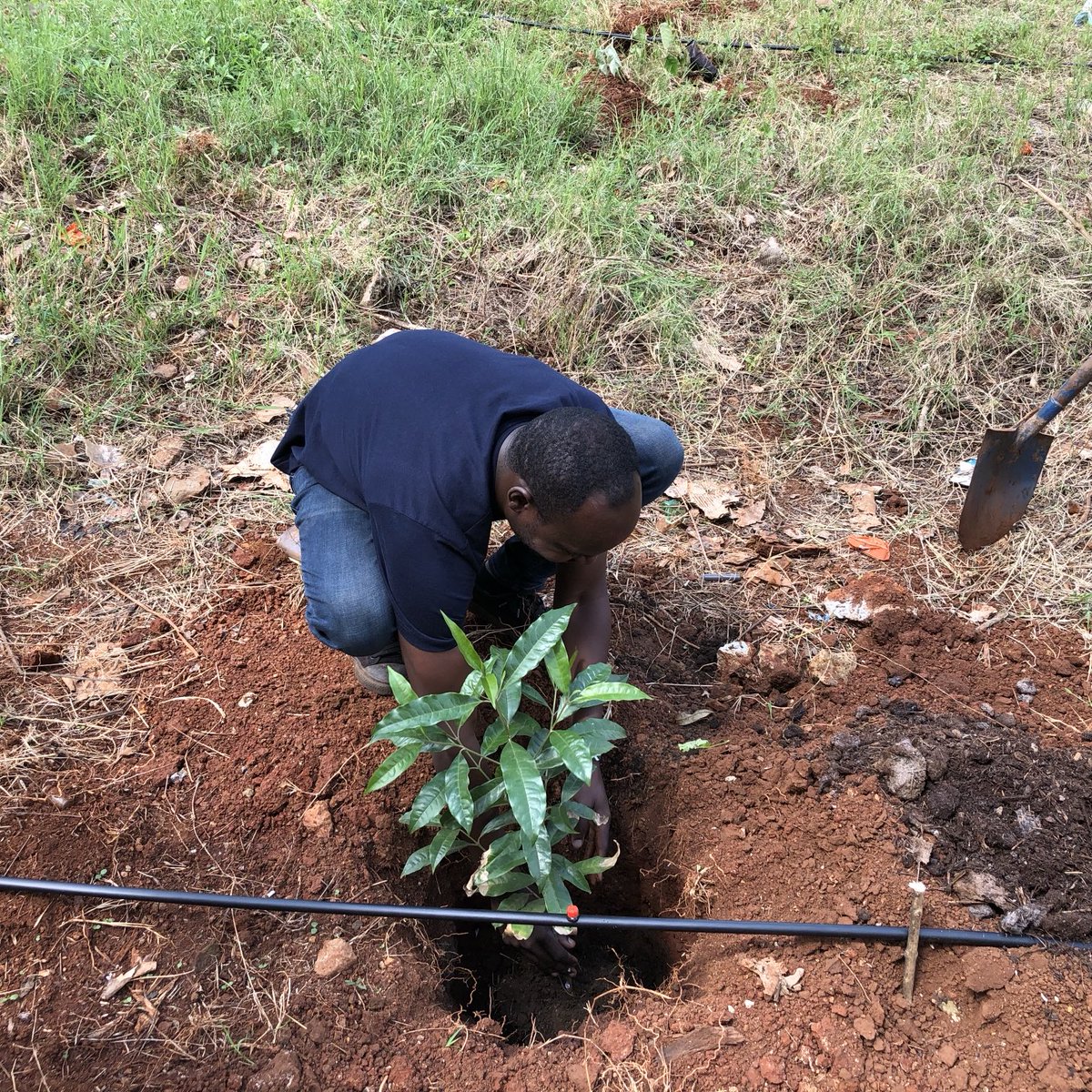 Good morning fam. Where are y'all planting trees from? #TreePlanting