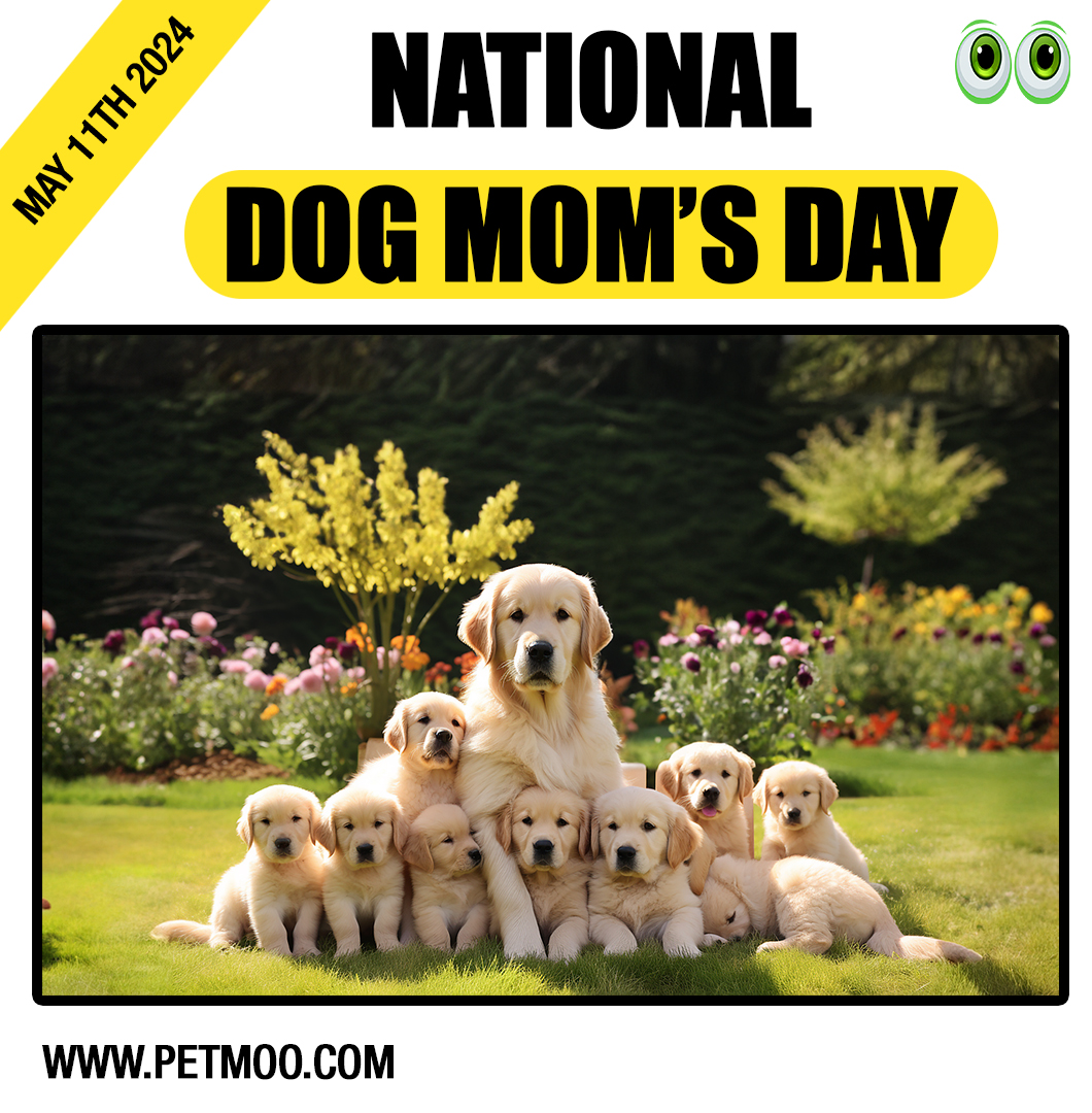 National Dog Mom’s Day
#petmoo #pets #dogs #petdays #petday2024 #dogmomsday #nationaldogmomsday