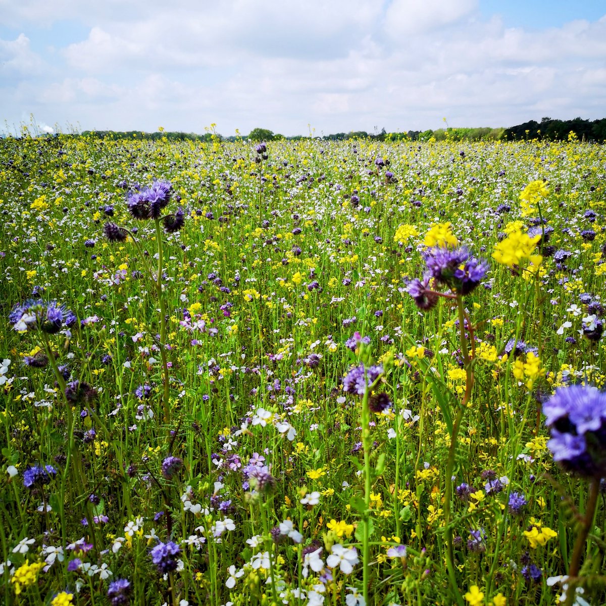 Picture perfect wildflower meadow with a wide mix of flowers for all pollinators.
#NorfolkHoneyCo
#StewartSpinks
#BeekeepingForAll
#Beekeeping
#Honeybees
#BeeFarmer