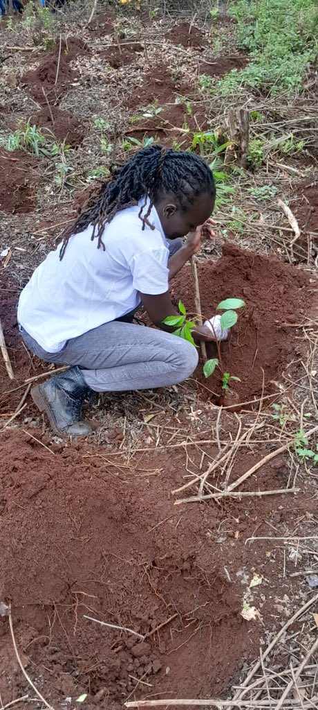 Board staff members planting tree seedlings 🌱 at Ngong Forest-Bomas Block
#TreePlanting