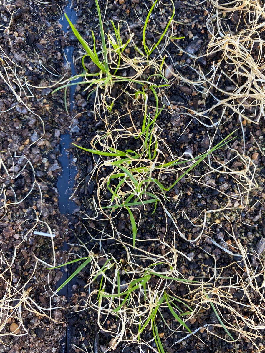 Four new ARG samples resistant paraquat (and glyphosate) confirmed in 2024 from WA. Last year it was only two. There is plenty of @AHRI_Team @SAgE_UWA work on ryegrass atm I was thinking to show to those interested on Friday May 31 after lunch at 1pm?