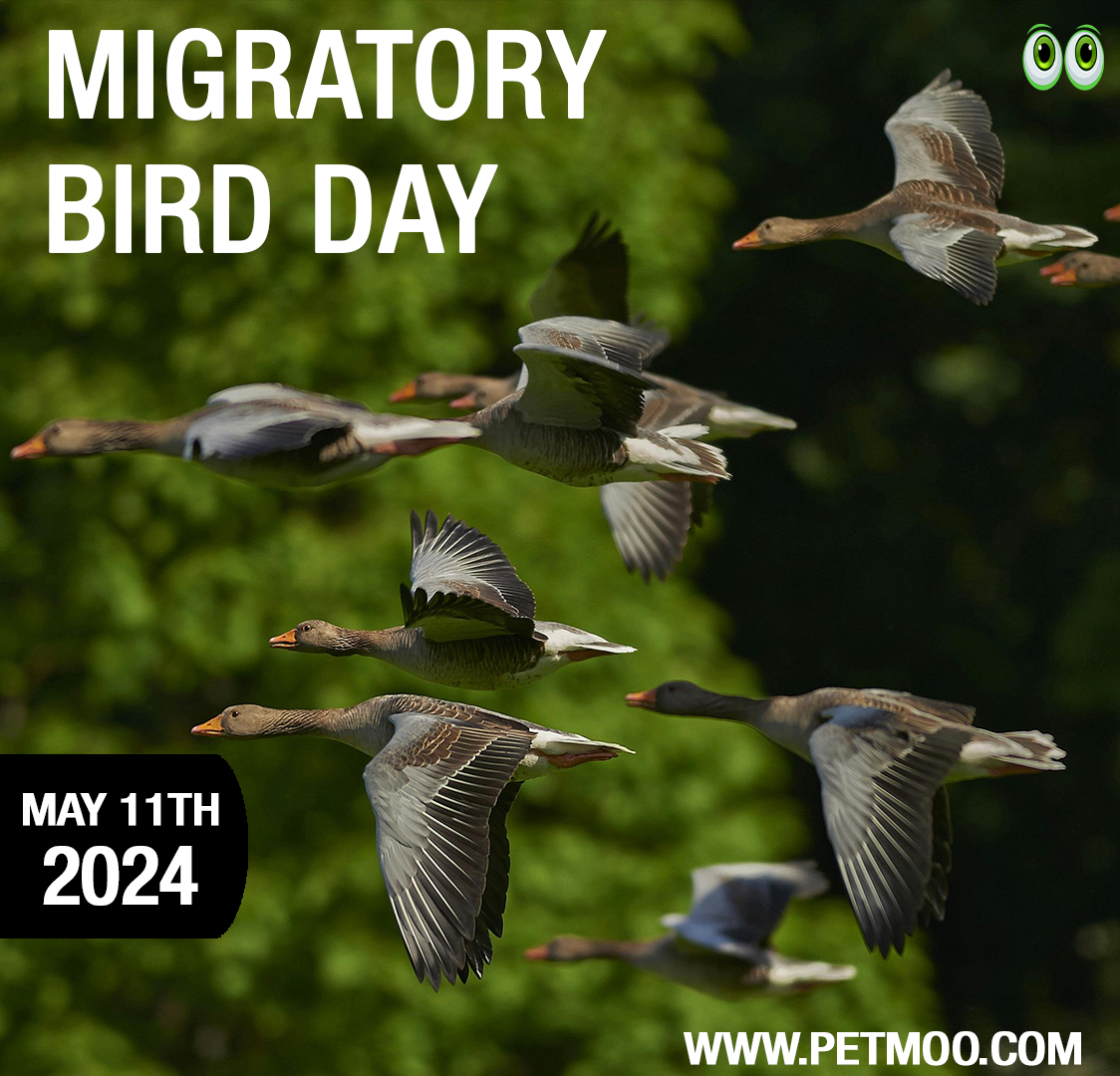 Migratory Bird Day
#petmoo #pets #petdays #petday2024 #birds #migratorybirdday