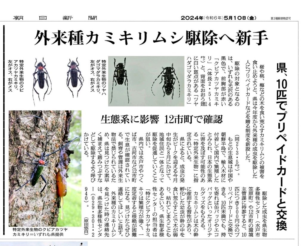 今、茨城県でカミキリムシが増えて樹木の被害が大きくなっている。
そこで6月からカミキリムシを殺してその死骸を水戸、つくば、土浦などの役所に持って行けば10匹につき500円のプリペードカードがもらえる。
ムシがわかいそうだからと生きたまま持ってきてはだめ。
小学生のいいお小遣い稼ぎになる。