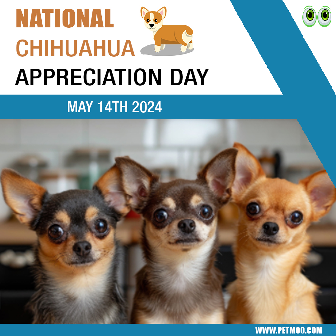 International Chihuahua Appreciation Day
#petmoo #pets #dogs #dogbreeds #petdays #petday2024 #internationalchihuahuaappreciationday #chihuahuaappreciationday #chihuahuaday