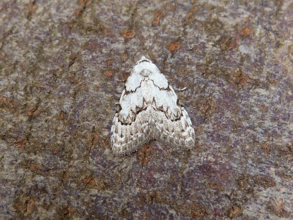 From the MV and actinic in Belper last night. Aproaerema anthyllidella NFG, Grass Rivulet, Cinnabar NFY, Least Black Arches NFY @DerwentBirder @Mightychub @CliveAshton5 @DanielCMartin1 @DaNES_Insects #teammoth