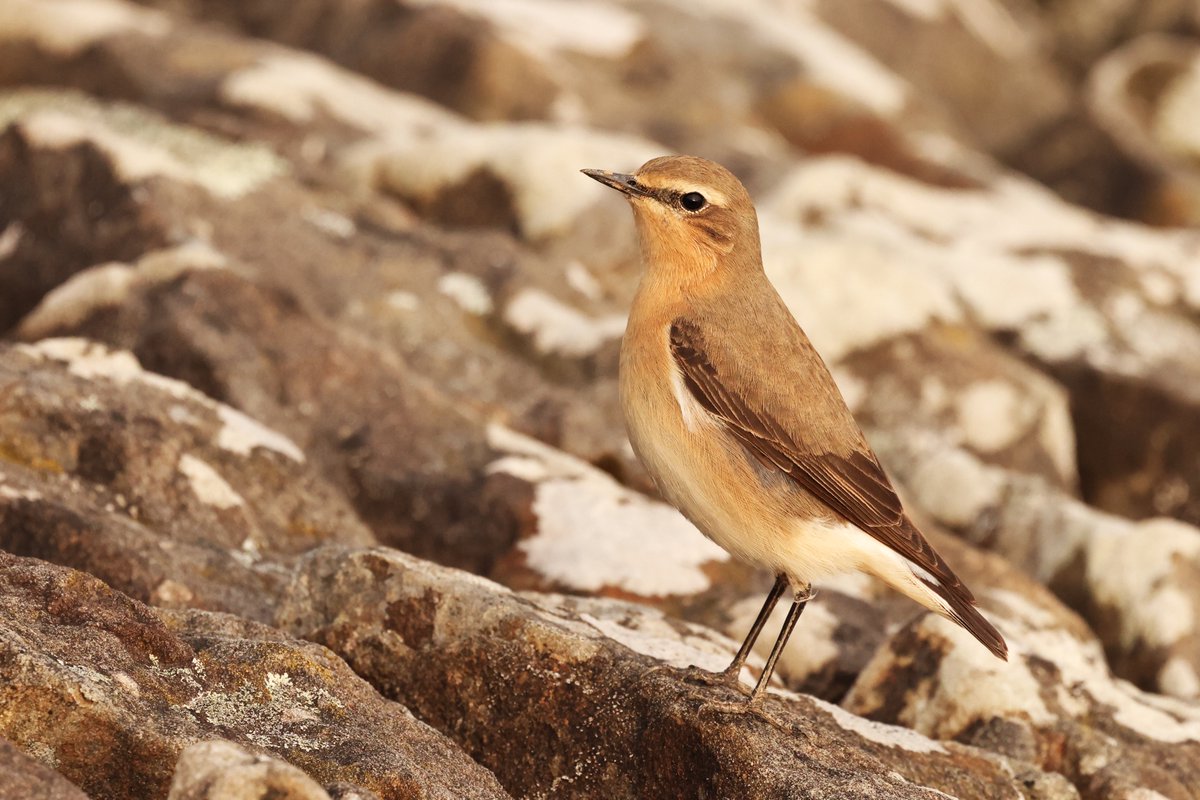 Bora Da Bawb - Good Morning All Tinwen y Garn ar lan Cronfa Ddŵr Llanisien Wheatear by the side of the Llanisien Reservoir @LisvaneLlanRes #Glambirds #WildCardiffHour Cariad mawr o Gymru! Much love from Cymru! ❤️🏴󠁧󠁢󠁷󠁬󠁳󠁿