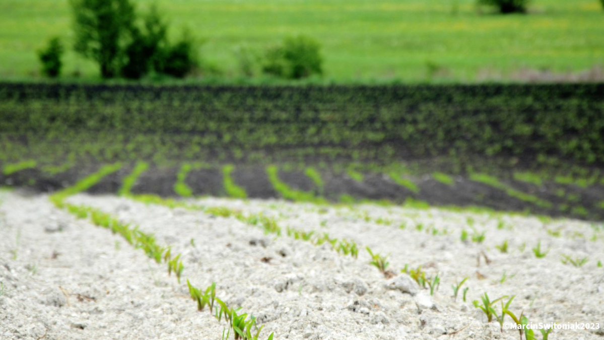 'The photo shows the changes of arable horizon colors due to erosion. Some plants have problems growing in such eroded areas.'

Colors of erosion by Marcin Świtoniak

#MissionSoil photo contest 2023 participant 
👉europa.eu/!m8hNX8

#EUSoil #soil