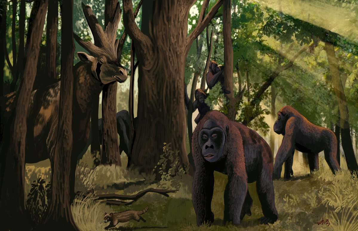 Gigantopithecus takes all the glory but let us not forget big apes were a fixture in Asia from the Miocene to the Pleistocene- Indopithecus could weigh up to 150 kg, being in the same size range as modern gorillas, although it was a pongine, a cousin of the orangutan!