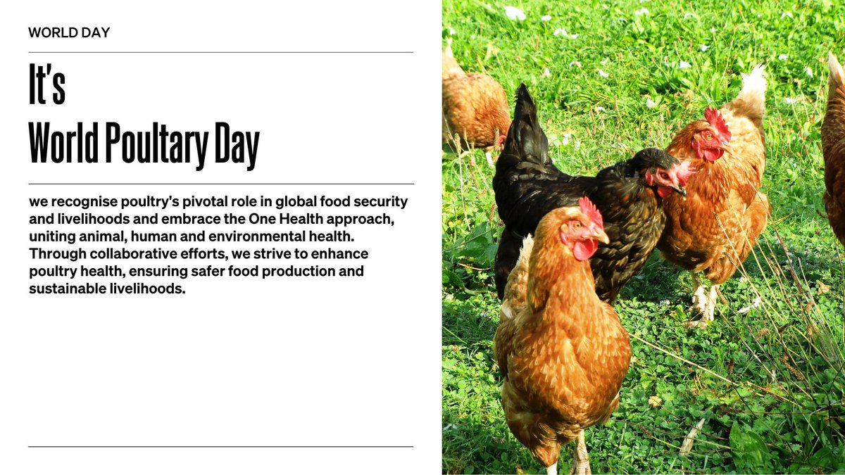 🐔🌍 #WorldPoultryDay! We recognise poultry's vital role in food security and livelihoods. Our #OneHealth strategy ensures healthier flocks, safer food & reduced disease risks through robust biosecurity & advanced diagnostics. Together, let's elevate poultry health for a better