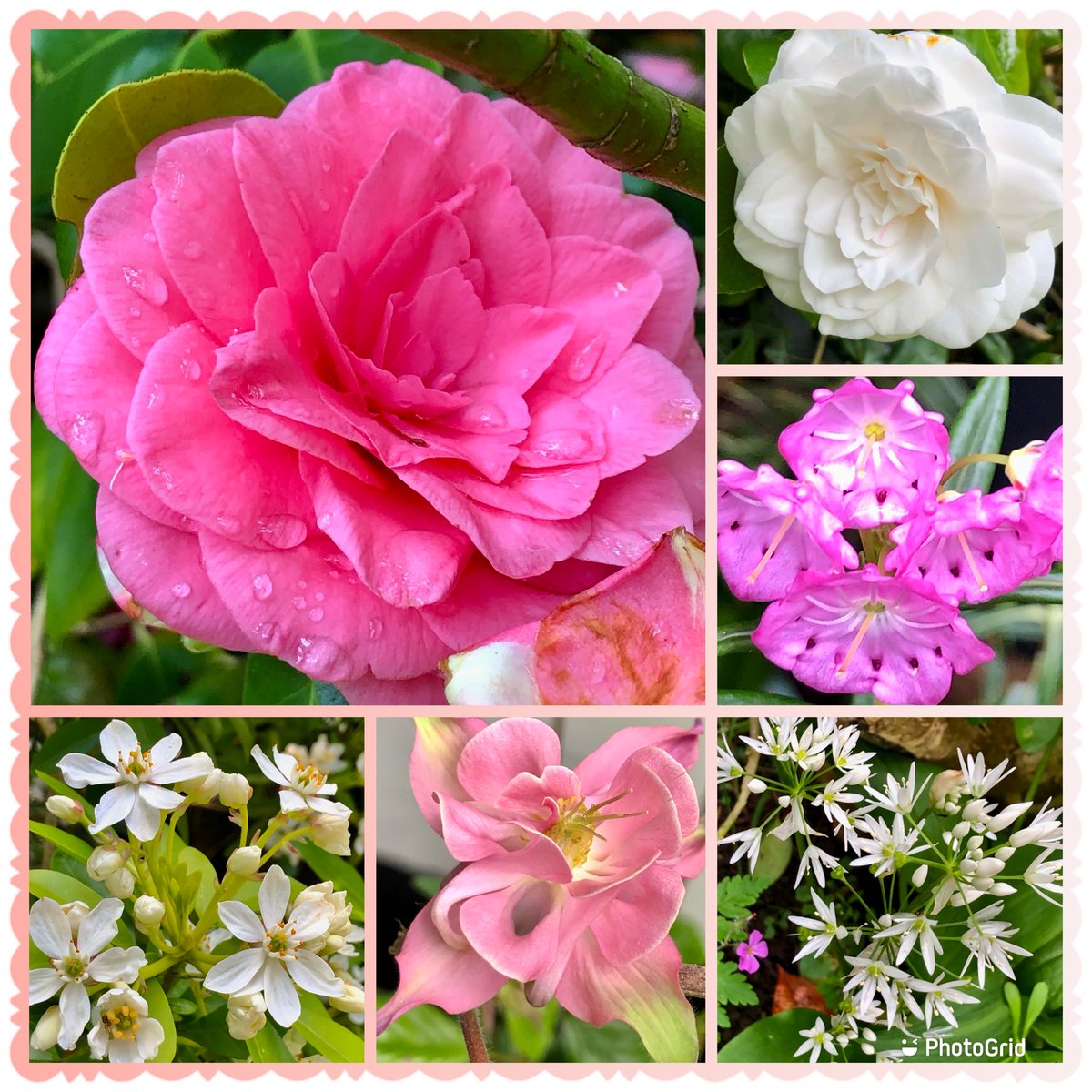 #FlowersOnFriday in the sun ☀️ camellia still blooming 💗#PinkFriday #Gardening #FridayVibes