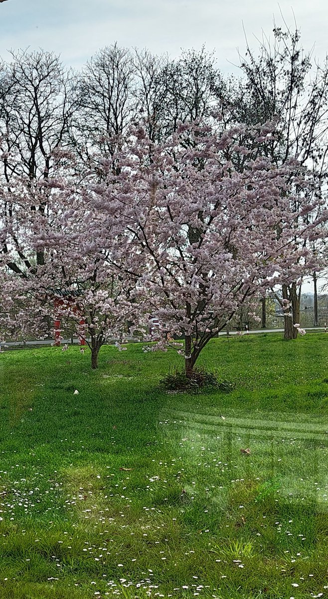 Kennt Ihr die Szenen in Animes, wenn der Wind weht und die Kirschblüten fliegen so schön?

Ich konnte das Live sehen Q//Q

Hab mich wie im Anime gefühlt, es war wirklich toll 🥰