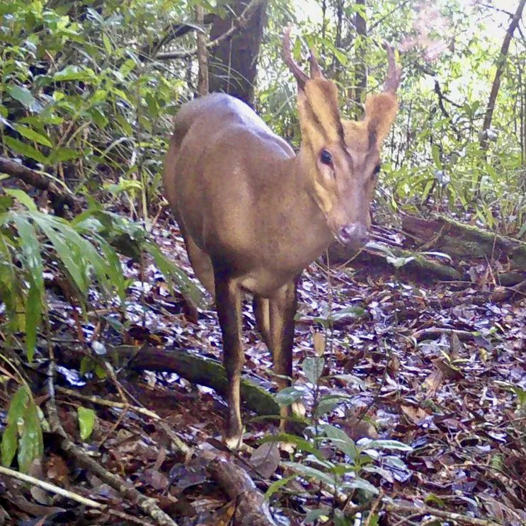 Hot-off-the-press paper on a newly-discovered population of a #mammal you may have never heard of! 🦌 
lnkd.in/gC53iiVF

@FaunaFloraInt @DefraGovUK 

#biodiversity #Cambodia #cameratrap #snaring #wildlife #endangeredspecies #conservation #deer #occupancy #southeastasia