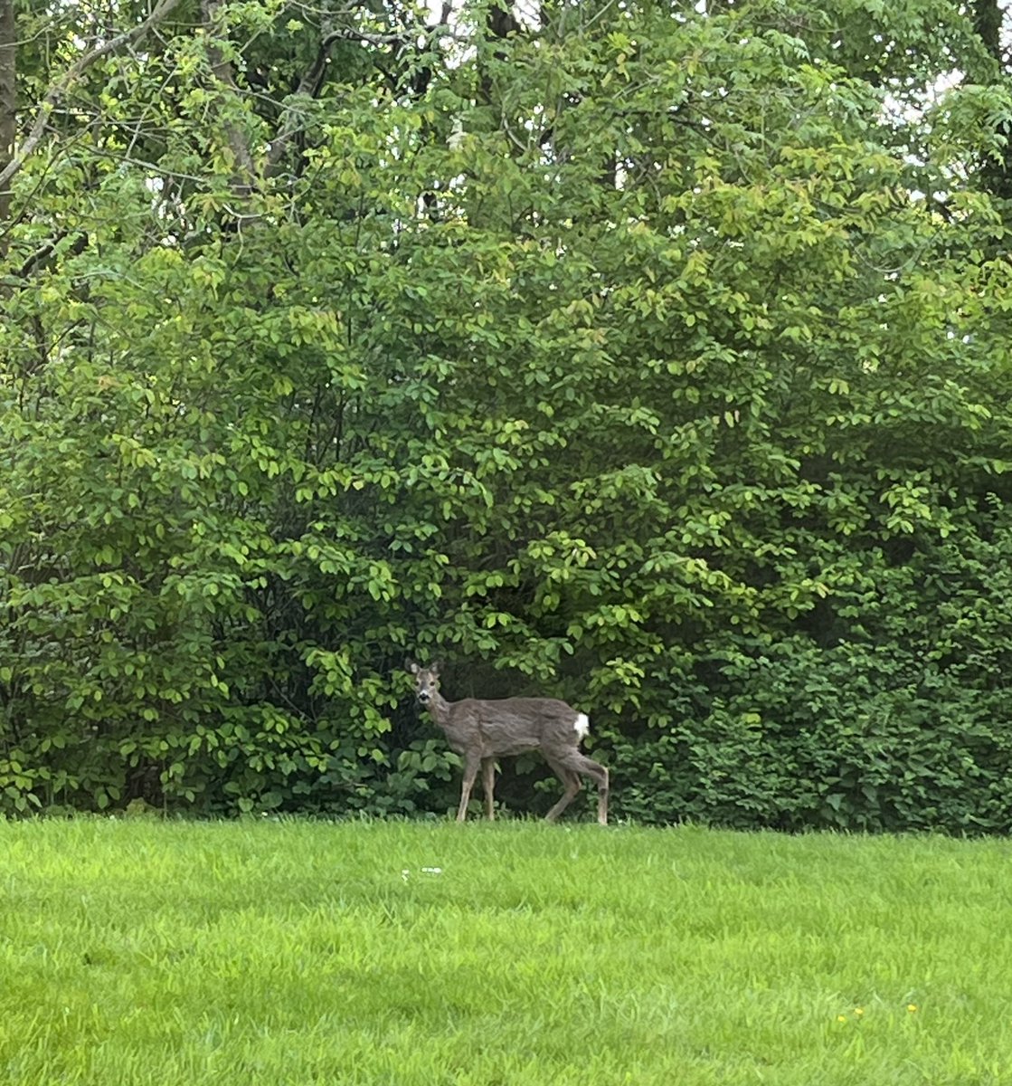 Nice view out of clinic window this morning  <a href="/SpireElland/">Spire Elland</a>
