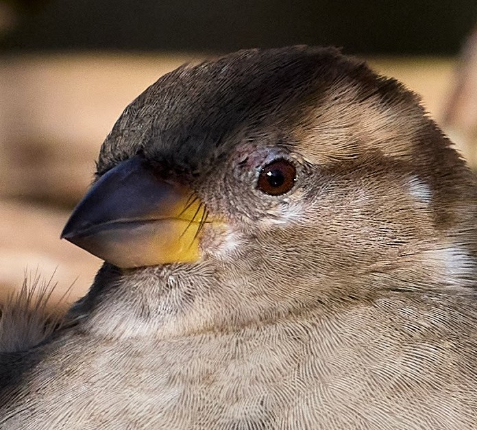 Female Sparrow