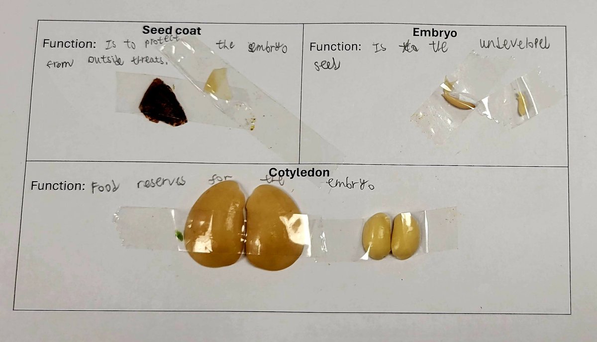 Ever wonder what's inside those tiny seeds we plant in our gardens? Today, we dissected a seed to uncover its inner workings and learn all about the amazing process of germination. 🌱🔬 #SeedDissection #PlantScience #GardenersLife