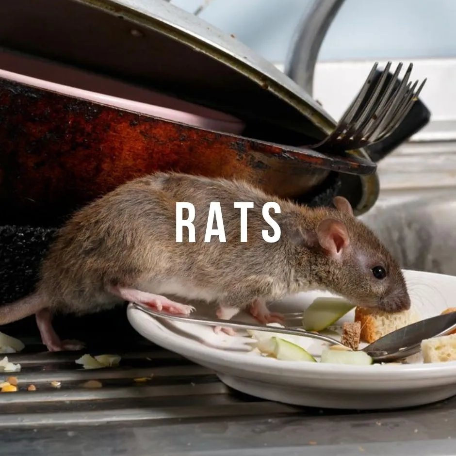 pestcontrol787's tweet image. Say goodbye to infestations with 1STEP Pest Control Services’s Rats Pest Control in Singapore. we ensure thorough eradication and long-term prevention. Contact us to keep your space rodents free.
1steppestcontrol.com/1step-pest-con…
##1steppestcontrol #ratpestcontrolsingapoore #ratpestcontrol
