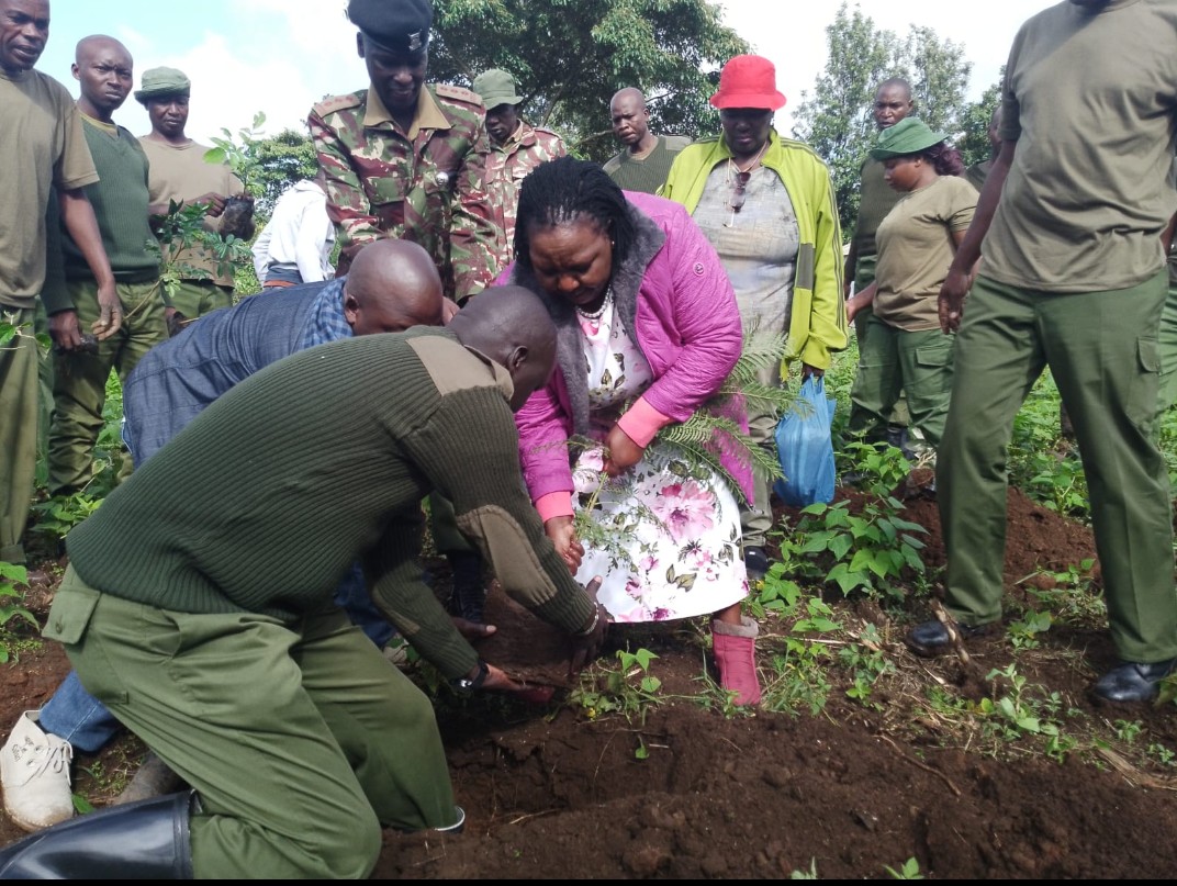 Narok North MP Agnes Pareiyo joins Administration Police (AP) officers to mark Tree Growing Day in Narok County.