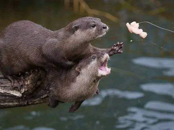 Pretty otter 🥰🦦❤️