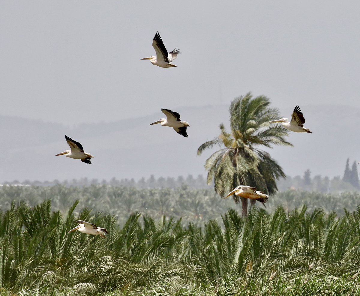 Nature pic for today: Pelicans over the Jordan Valley