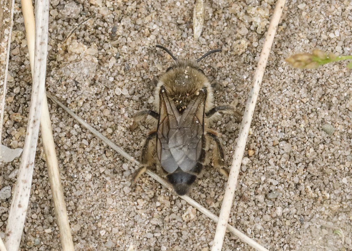 Is this Colletes cunicularius @Eucera @StevenFalk1 @DavidNotton ? If so, it is now 43 miles north of most north western record at Drigg Dunes on NBN. Plenty of gorse and dandelion, will check if creeping willow grows here. About 20 females but none carried pollen. Many Sphecodes.