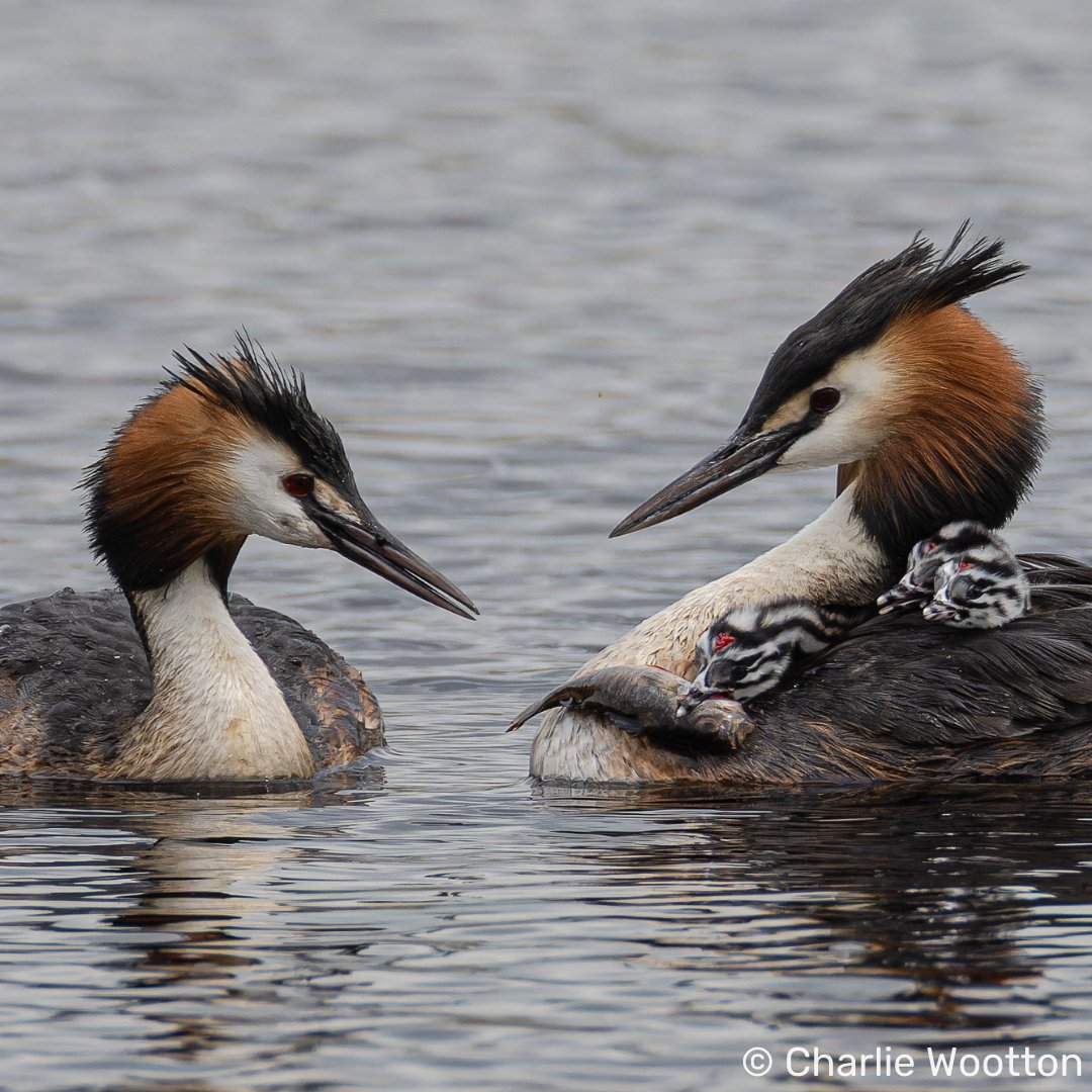 Check out these adorable great crested grebe photos from Westhay Moor National Nature Reserve! 😍 Grebe chicks shelter from wind and predators by taking a ride on their parents' backs! #Somerset #Wildlife #Westhay @AvalonMarshes