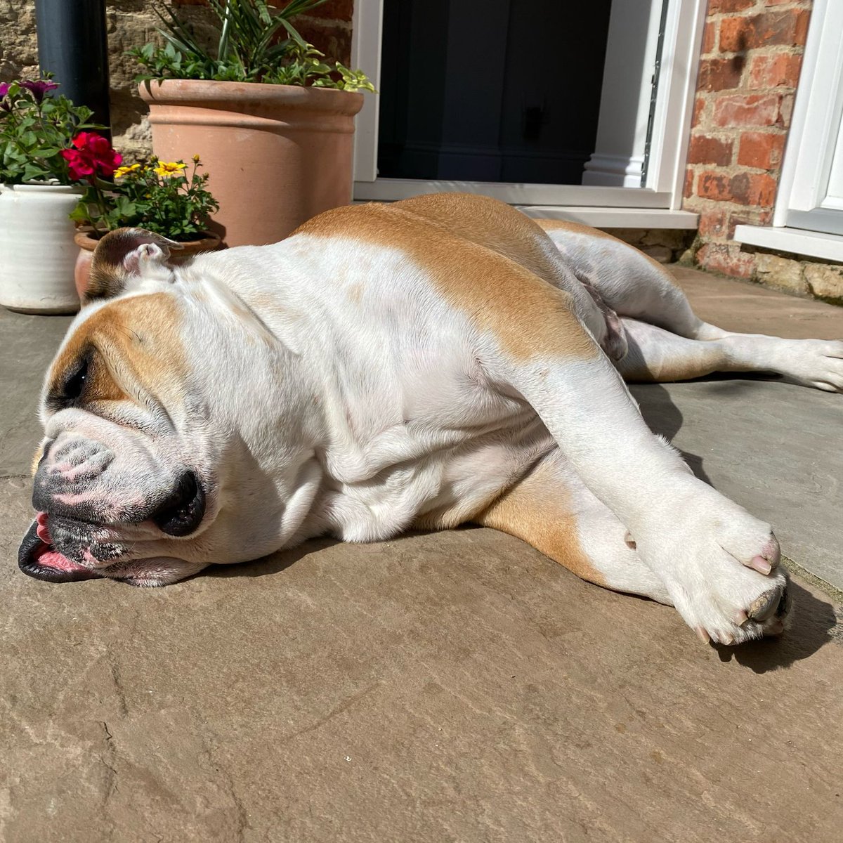 We’ve had a big uptick in the weather and I’ve found myself a #SunPuddle ☀️ for the weekend - I hope there’s sun where you are, happy #FriYAY 🐶🐾❤️ Barney #BarneyTheBulldog #DogsOfTwitter #DogsOfX #DogsOfIG #DogsOfFacebook #Bulldog #EnglishBulldog #Outdoors #Sun