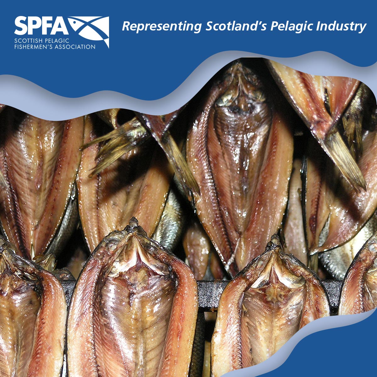 spfa_uk's tweet image. Looking for a breakfast with a difference? Then look no further than the great Scottish kipper - super tasty and packed full of nutrients

scottishpelagic.co.uk

#kipper #breakfast