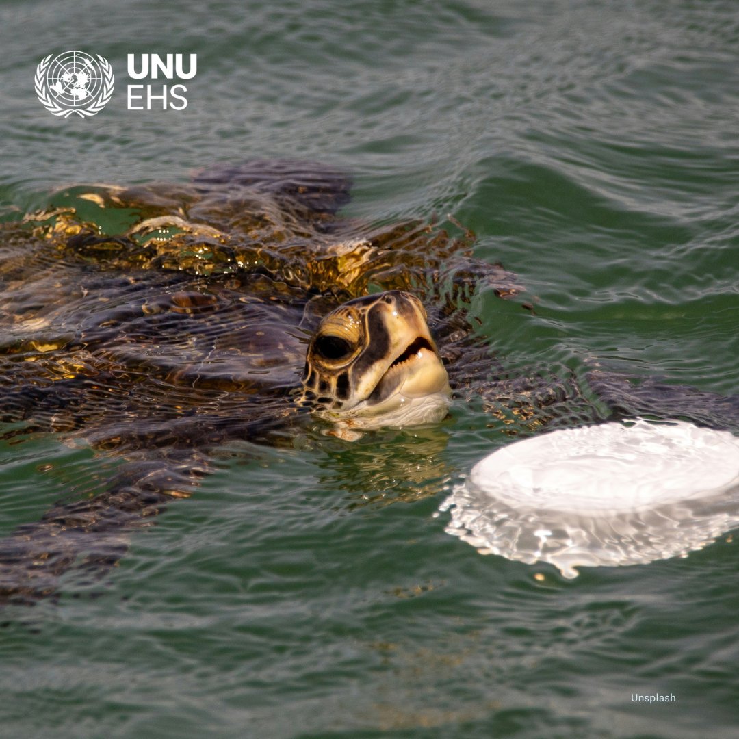 #DidYouKnow? Ending plastic pollution in our marine environment is a critical goal of the #PlasticTreaty. 🤔💭🧃🌊 Check out 5⃣ insights on the current Plastic Treaty negotiations to learn more: unu.edu/ehs/series/5-i…