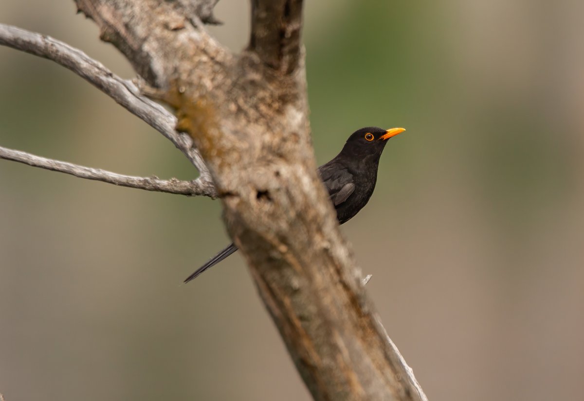Karatavuk/Common Blackbird/Turdus Merula
#HangiTür