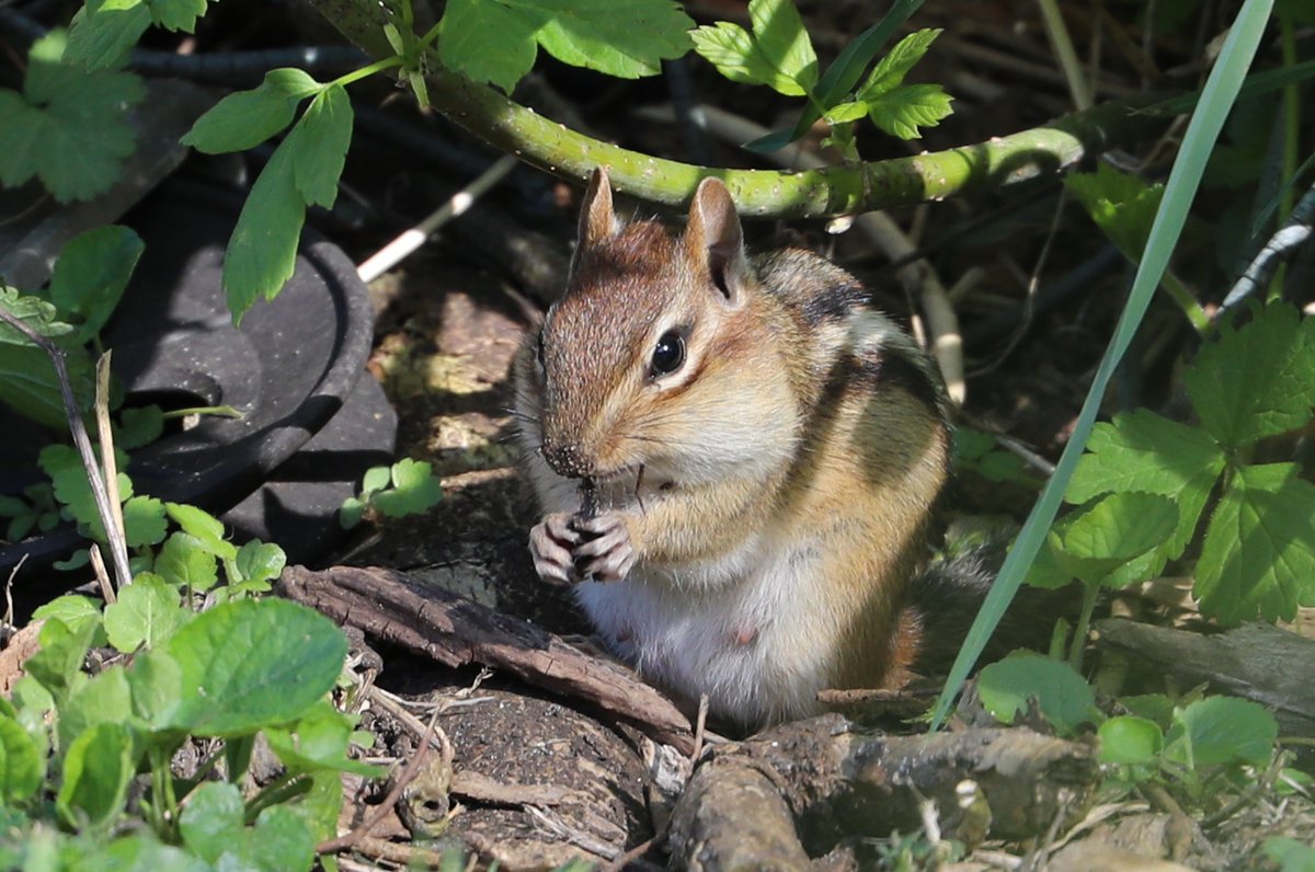 If you look closely you'll notice this Chipmunk is a nursing Mother🐿️😊 #TwitterNaturePhotography #Chipmunks