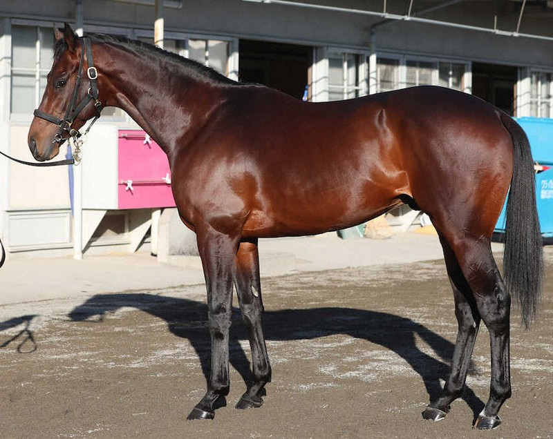 in my opinion
4 of the best Kitasan Black Progeny out of his first two season as a sire
since its sale season
might be a good time to study his offsprings

1. Equinox (King Halo BMS)
2. Sol Oriens (Motivator BMS)
3. Gaia Force (Kurofune BMS)
4. Wilson Tesoro (Uncle Mo BMS)
