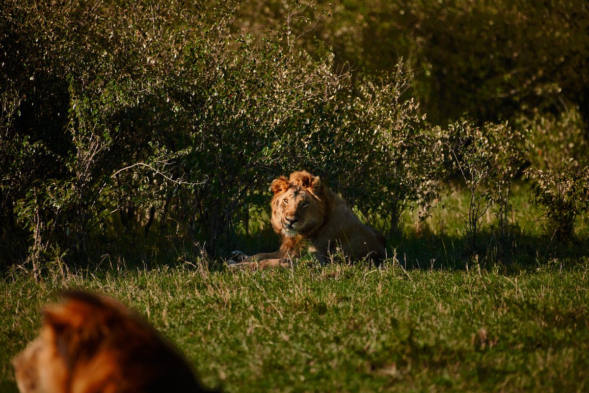 Spearboy (Son of Notch2) with Long Face | Masai Mara | Kenya | Oct 2019 I believe his last sighting was in (April 2023). No idea how we lost him? #wildography #spearface #conservation #masaimarabigcats #bownaankamal #lionsofmasaimara #bigcat #lionlover #lion #lionfamily #animal…