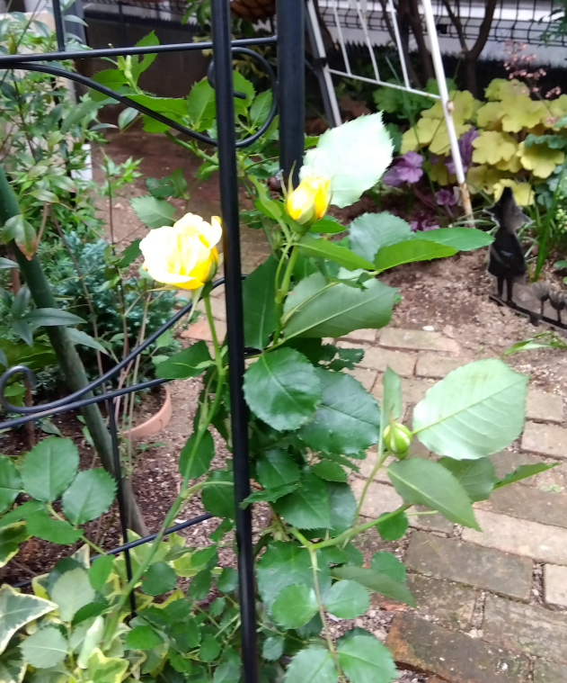 Ysakuyahime's tweet photo. 名前がわからない　いただいた黄色の薔薇も咲き始めました https://t.co/TCflGsMfEv
