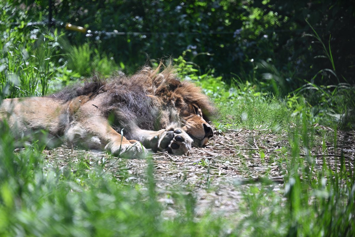 五月晴れの爽やかな屋外で朝寝する 私の願望を実践されていました #ライオン #lion #ズーラシア #ZOORASIA