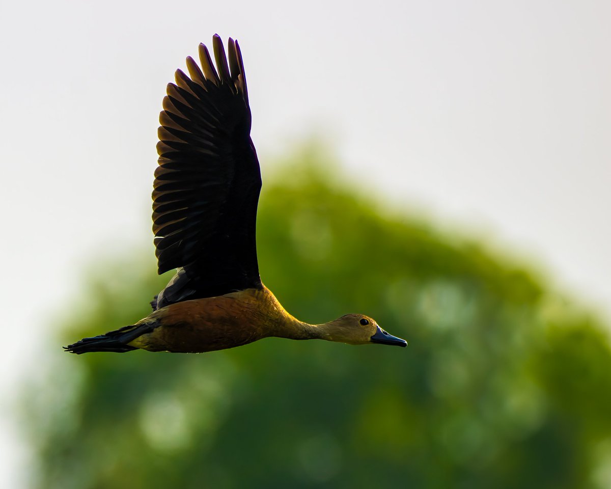 Air borne #lesserwhistlingduck in flight ✈️ #indiAves #birdsinflight #birdphotography #birdwatching #BirdsSeenIn2024 #birdsonX