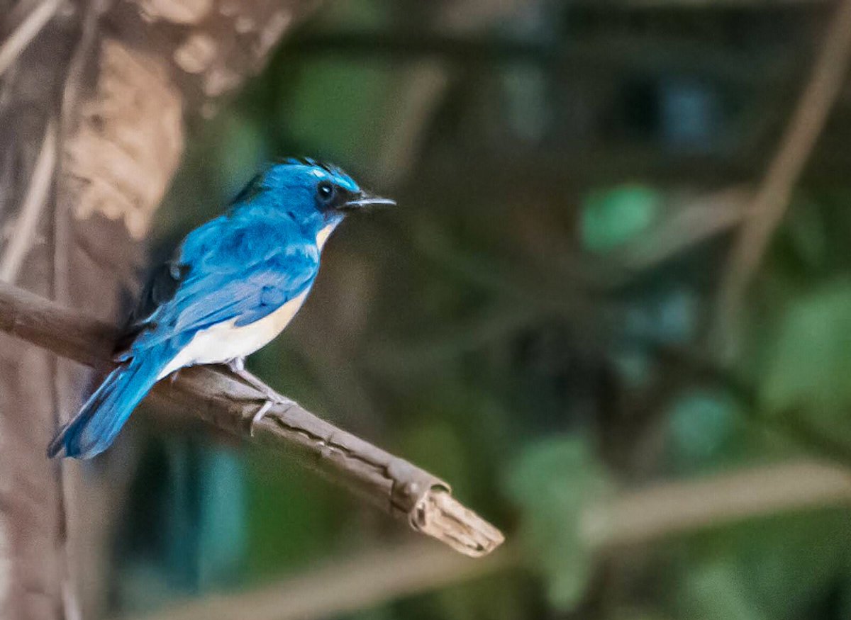 The Tickell's Blue Flycatcher, waiting for an insect, its midnight-blue back shining in the darkness. Spotted it last month in Pune. #TickellsBlue #birdphotography #IndiAves #natgeoindia #BBCWildlifePOTD