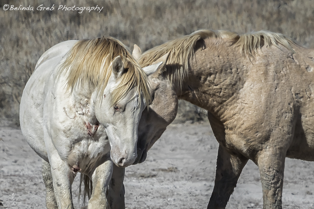 'The secret to happiness is freedom... And the secret to freedom is courage.' Thucydides The Price and Prize of Living Free by Belinda Greb fineartamerica.com/featured/the-p… #photography