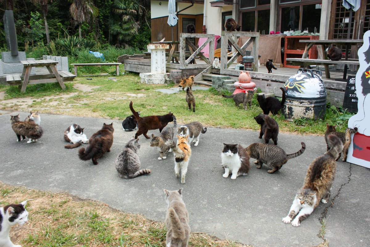 oicyan777's tweet photo. 田代島にゃんず♪
2024 

普段の日常に戻ったにゃ😸

#猫　#ねこ　#ネコ　#cat　#田代島　#島のえき　#田代島猫散歩　#GW疲れ　#あっちこっちに遊びに行ってた　#ほとんどが戻ってきた　#朝のわらわら風景　#猫さんの数がいつも通り　#島のえきにゃんず https://t.co/sSVIg1ppS0
