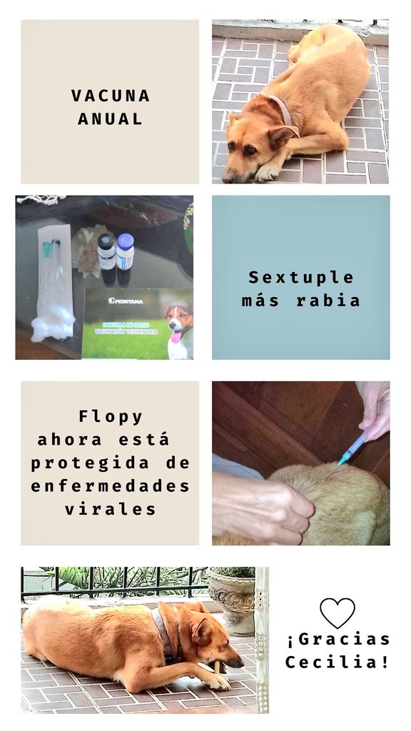 incondic_peru's tweet image. ¡VACUNA ANUAL! 💉🐕
#Flopy fue rescatada en el 2018 y desde entonces hemos hecho de todo para mantenerla a salvo.
Gracias al apoyo de Cecilia L. Esta semana recibio la vacuna anual.

Gracias Miluska por hospedarla y cuidarla en su hogar de manera temporal.

#ApadrinarSalvaVidas