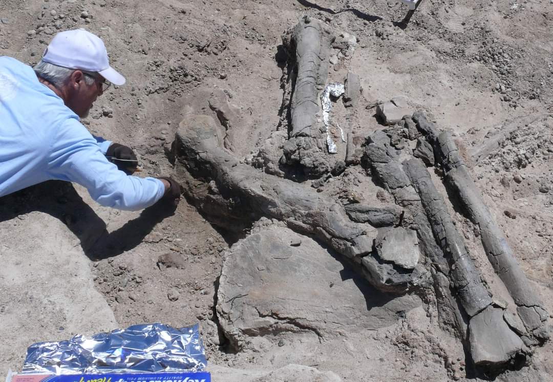 Hanksville-Burpee Dinosaur Quarry. The Burpee Museum team will be giving quarry tours Mon-Sat the weeks of May 13, May 20, June 3, June 10, and June 17, 2024. This is probably the largest single dino site in North America, DINO X 200. Worth a special trip! blm.gov/announcement/d…