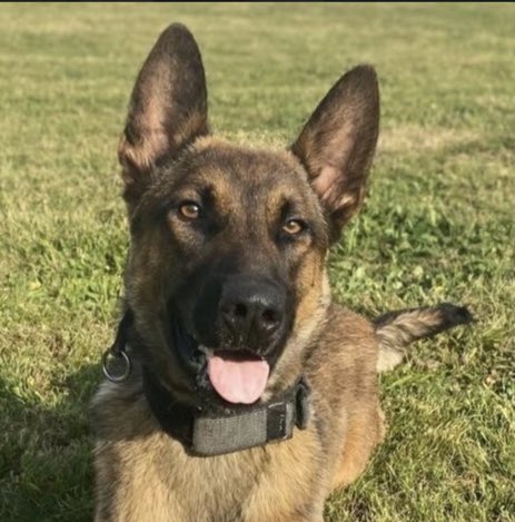 WMP Dog Unit tweet media