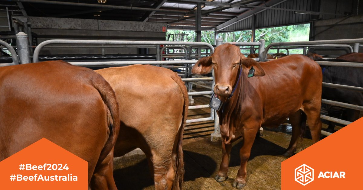 🐮 At #Beef24, the #ACIAR & @CQU-supported Pacific Islands delegation joined a workshop to tackle shared beef industry challenges, aiming for sustainability and resilience through a Pacific Beef Network.

@CQUniAg @BeefAustralia