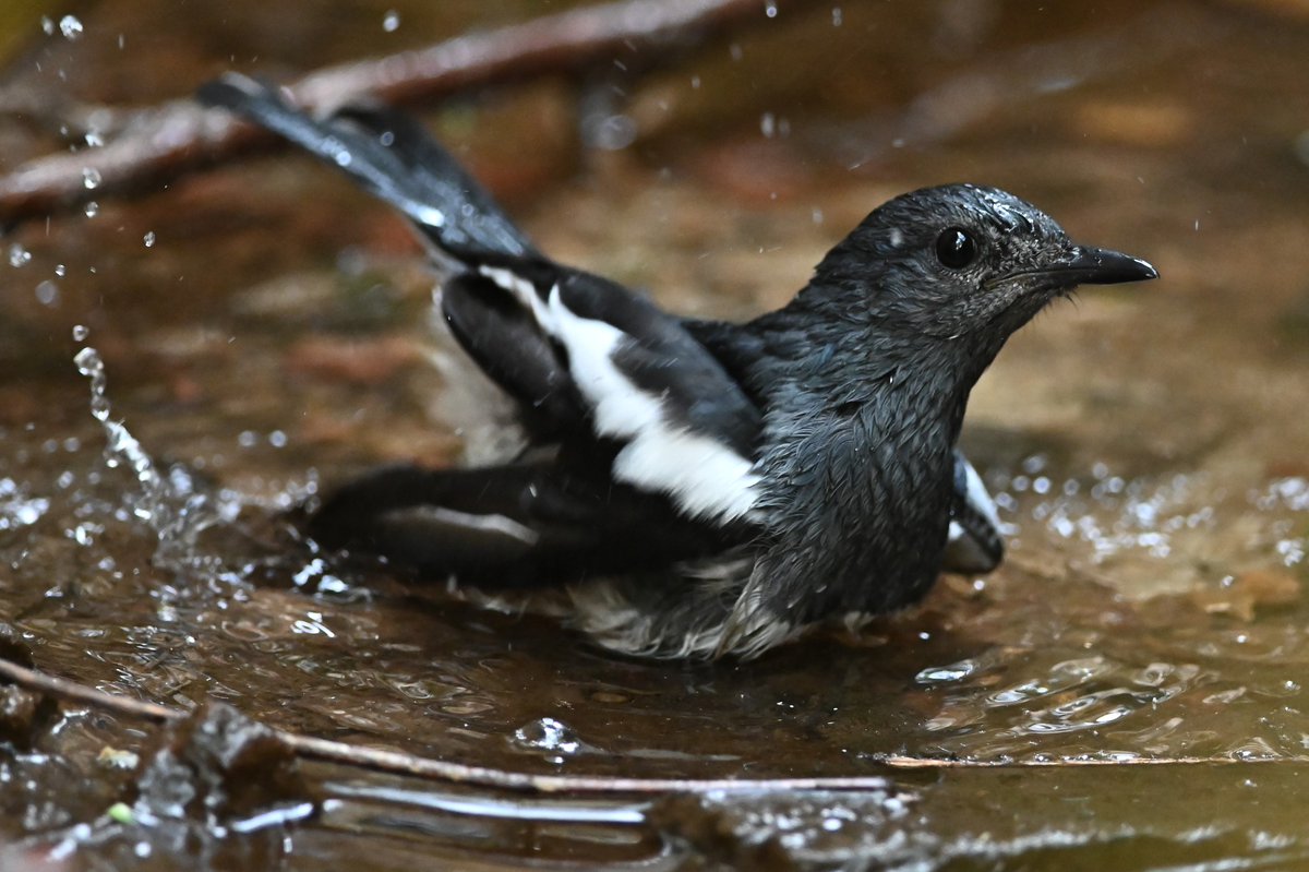 Summer special: Oriental Magpie-Robin (Copsychus saularis) male having a splash in my garden. A splash in summer is worth many in the winter! 😀 #IndiAves #ThePhotoHour #BBCWildlifePOTD #natgeoindia