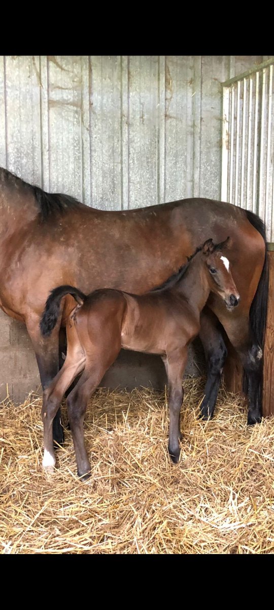 Danmc27's tweet photo. A Bathyrhon half brother to Kalif du berlais and Kivala du berlais

@rpbloodstock #RPFoalGallery https://t.co/Jz9X1dherh