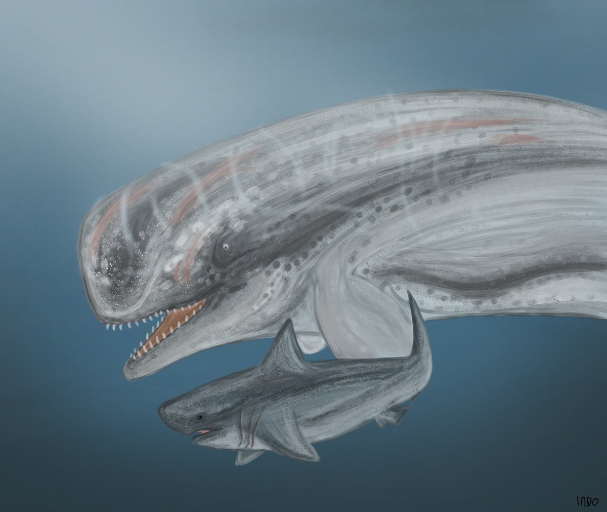 A grieving livyatan mother “adopts” a young megalodon, after the recent loss of her calf in a battle. 

#paleoart