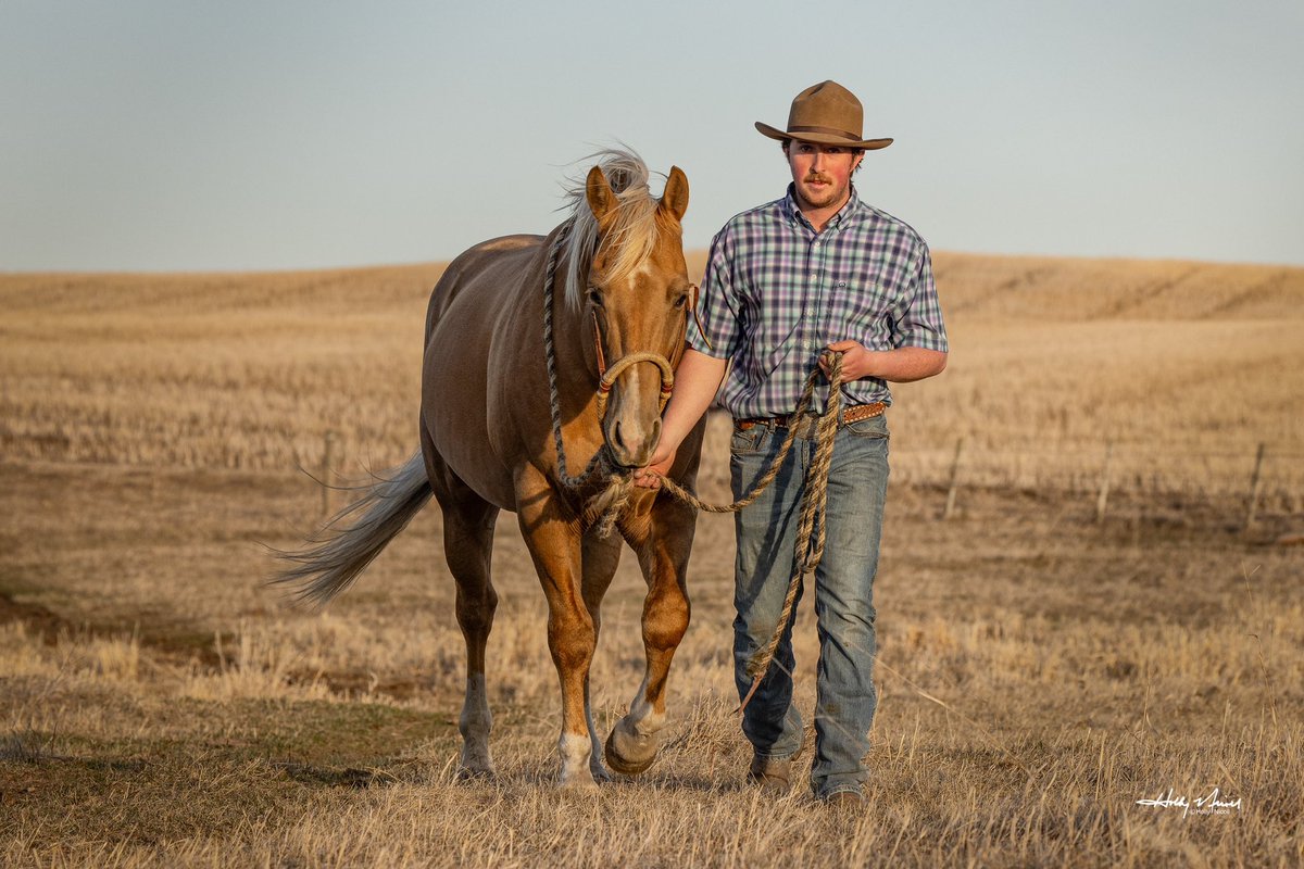 IMA METALLIC GOLD was the focus of <a href="/HollyNicoll/">Holly Nicoll</a> photography and he was cool and calm about it all! She snuck in a few of <a href="/JStankievech/">Jordan Stankievech</a> too.  We are sure enjoying getting to know this big palomino stud- he’s got a lot going on!
<a href="/tbonecattleco/">T BONE CATTLE CO.</a>