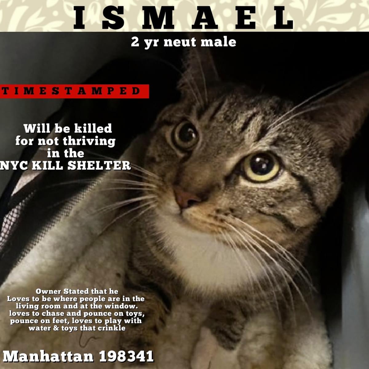 🆘Please RT-adopt-foster! 🆘 ISMAEL is on the “emergency placement” list at #ACCNYC and needs out of the shelter by 12 NOON 5/11! #URGENT #NYC #CATS #NYCACC #TeamKittySOS #AdoptDontShop #CatsOfTwitter newhope.shelterbuddy.com/Animal/Profile…