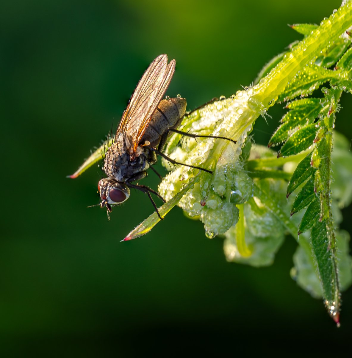 A Fly on dewy Cow Parsley. #Flyday #FlyFriday #Fly #Macro #MacroHour